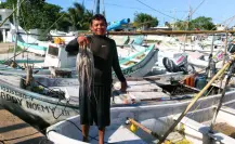Esto es lo que produce la pesca ilegal de pulpo en Yucatán