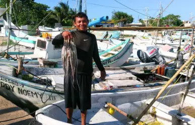 Esto es lo que produce la pesca ilegal de pulpo en Yucatán