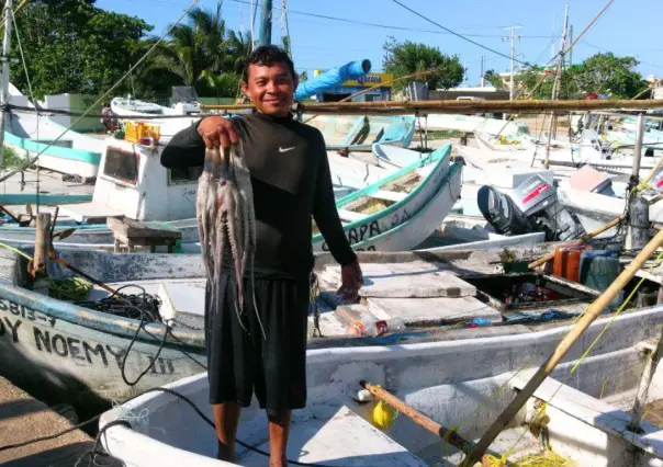 Esto es lo que produce la pesca ilegal de pulpo en Yucatán