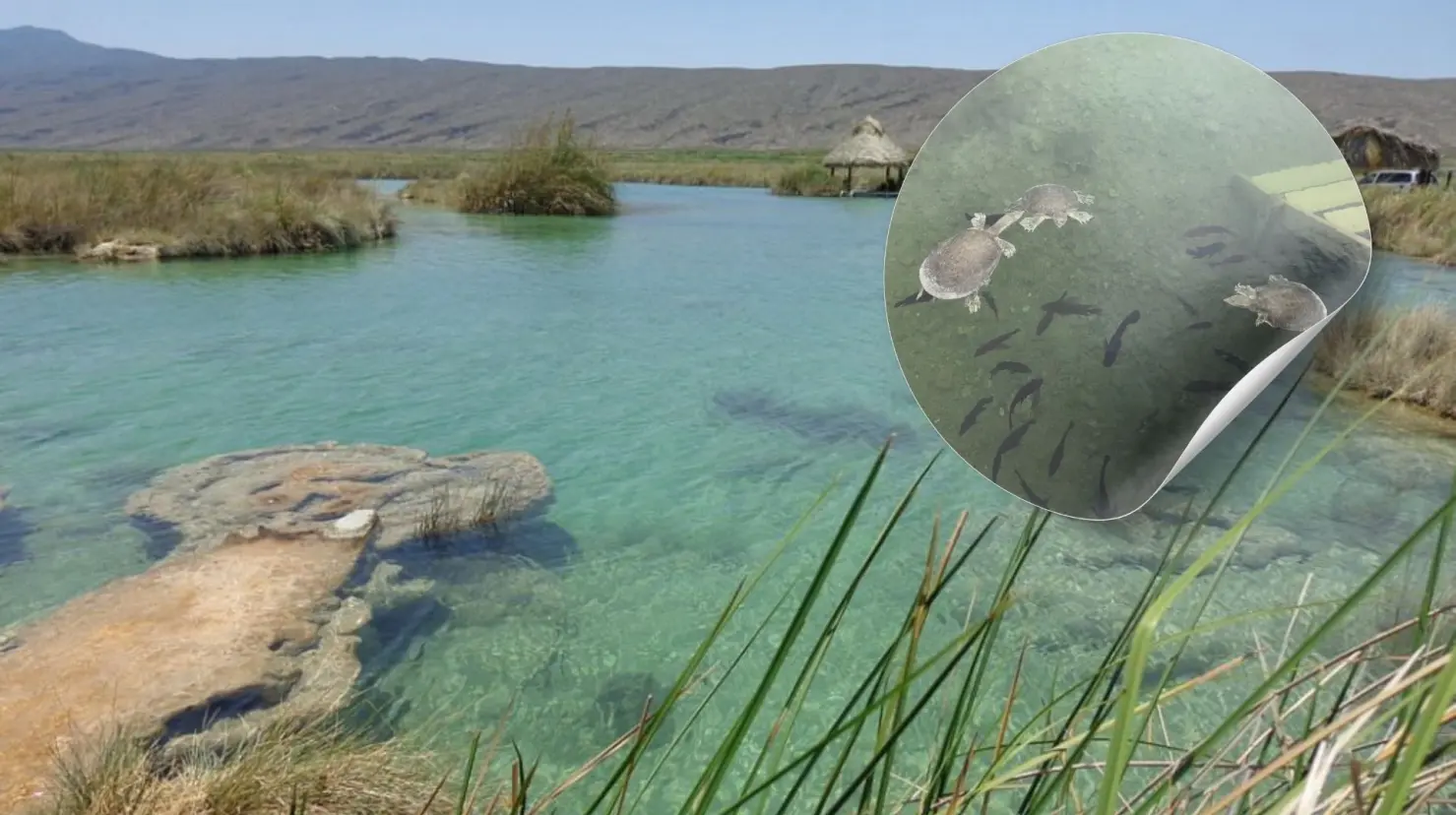 En este río en Cuatro Ciénegas puedes nadar con tortugas. (Fotografías: Trip Advisor)