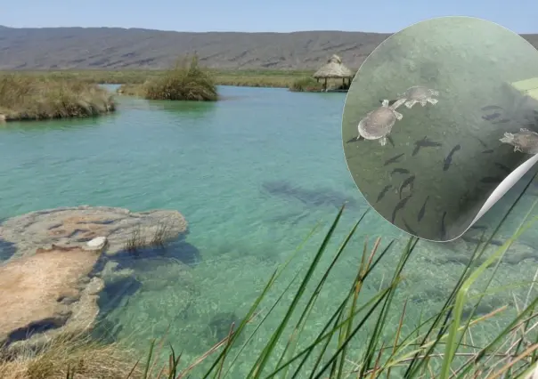 El río escondido de Coahuila con tortugas únicas en el mundo