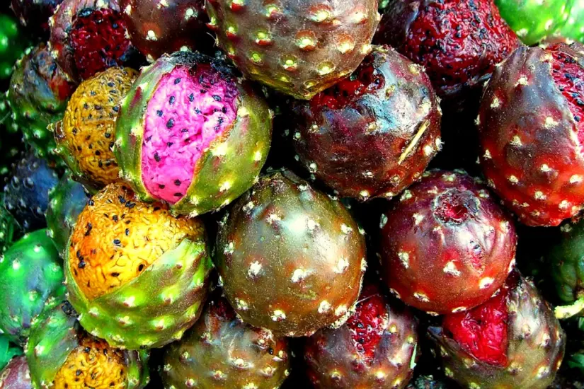 En algunas regiones la pitaya también es conocida como la Fruta del Dragón por su aspecto. Foto: Wikipedia 