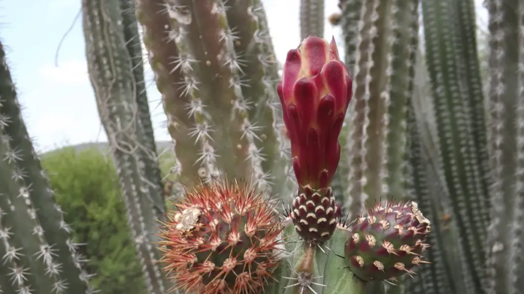 Los múltiples usos de la exótica pitaya, fruto de los cactus nativos de Tamaulipas
