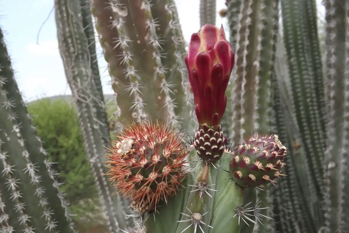 La pitaya es la exótica fruta de un cactus nativo de Tamaulipas, muy apreciada en las comunidades rurales. Foto: iNaturalist