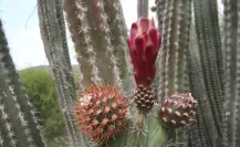 Los múltiples usos de la exótica pitaya, fruto de los cactus nativos de Tamaulipas