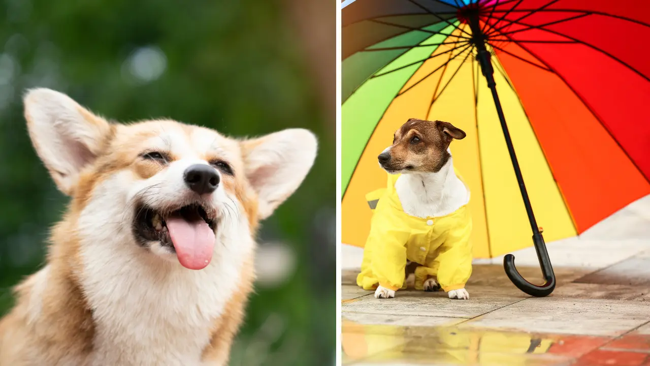 Las altas temperaturas han sido una constante durante la semana. Foto: Especial.