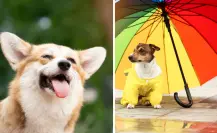 ¿Calor o lluvia para este 24 de mayo en Durango?, este es el pronóstico de la Conagua