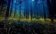 ¿Conocías este paraíso en Tlaxcala? A 2 horas de CDMX conocerás el Bosque de las Luciérnagas