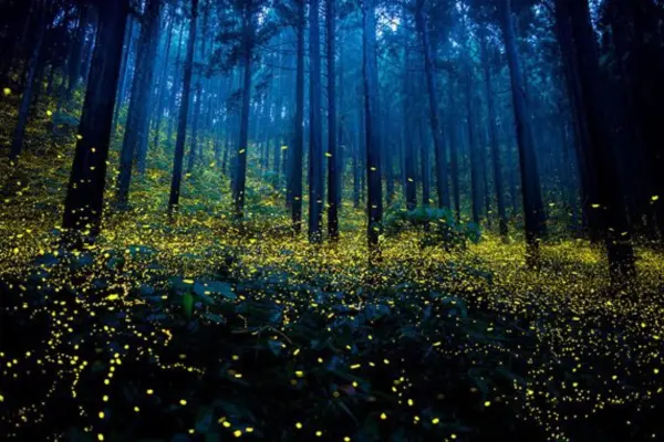 ¿Conocías este paraíso en Tlaxcala? A 2 horas de CDMX conocerás el Bosque de las Luciérnagas