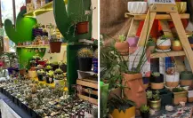 ¿Amas las plantas? No te pierdas Plan Fest 2025 en CDMX