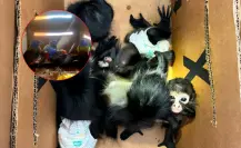 Profepa rescata 9 animales de fauna silvestre durante un operativo en Galeana