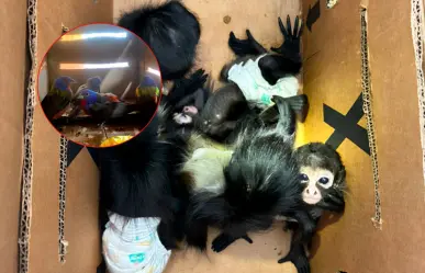 Profepa rescata 9 animales de fauna silvestre durante un operativo en Galeana