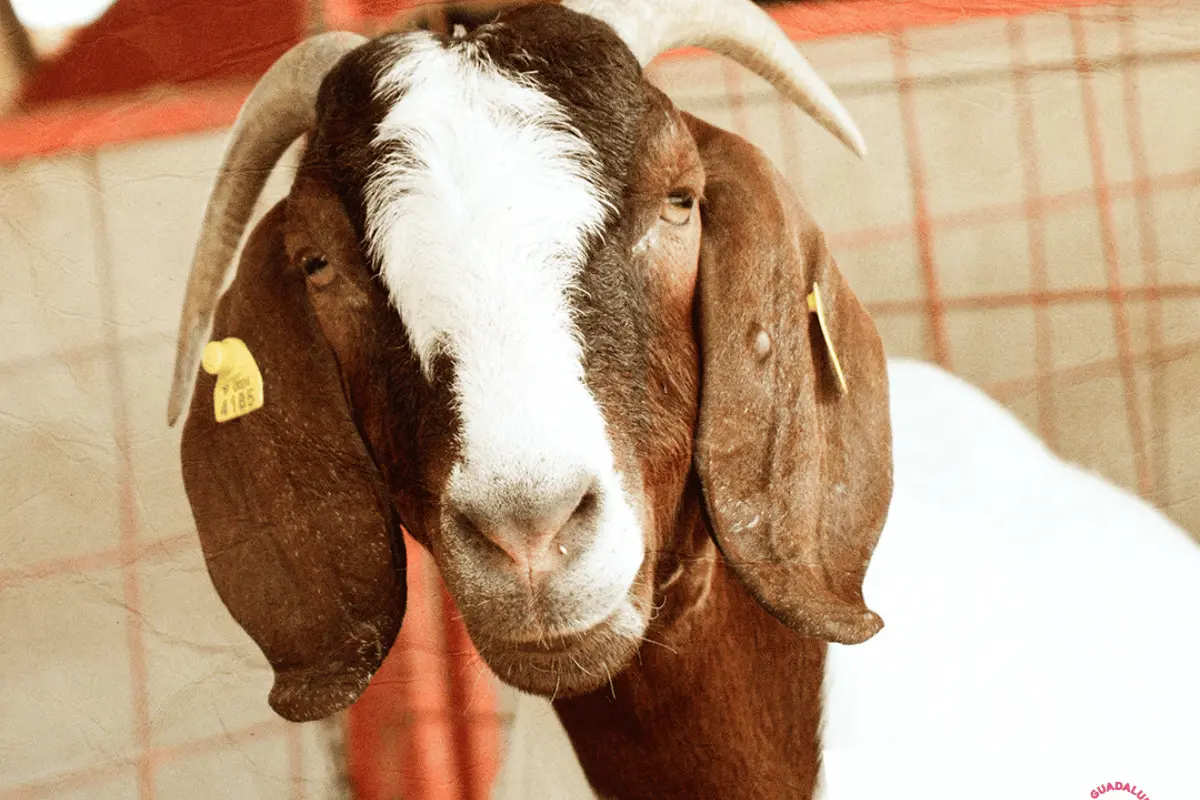 La Etapa 3 de la exposición ganadera estará abierta al público hasta el 1.º de junio, por lo que aún hay tiempo para visitarla y disfrutar de todo lo que ofrece. Foto: EFG.