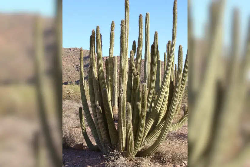 El cactus que da la pitaya es el Stenocereus huastecorum, muy común en el altiplano tamaulipeco. Foto: iNaturalist