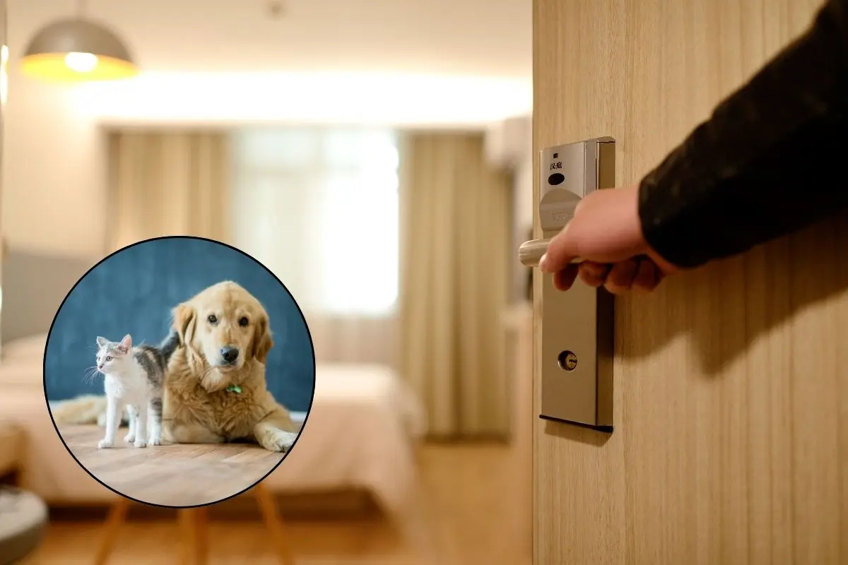 Los hoteles pet friendly ofrecen tranquilidad al no tener que buscar cuidadores, fortalecen el vínculo familiar al viajar juntos y permiten disfrutar de actividades al aire libre sin restricciones. Foto: CANVA