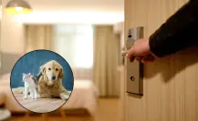 Estos hoteles de Monterrey ofrecen un ambiente petfriendly