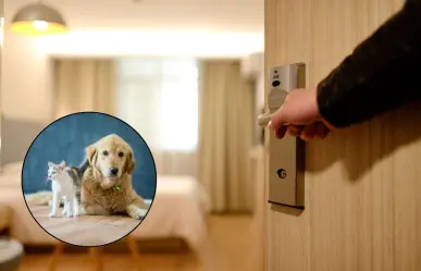 Estos hoteles de Monterrey ofrecen un ambiente petfriendly