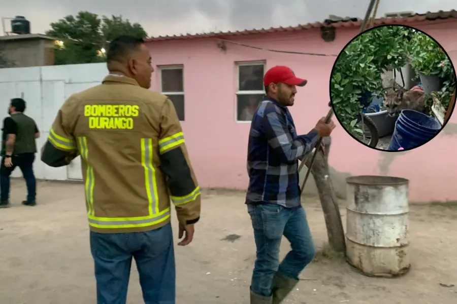 VIDEO | Puma ingresa a domicilio del poblado 5 de Mayo; montan operativo para capturarlo y reubicarlo