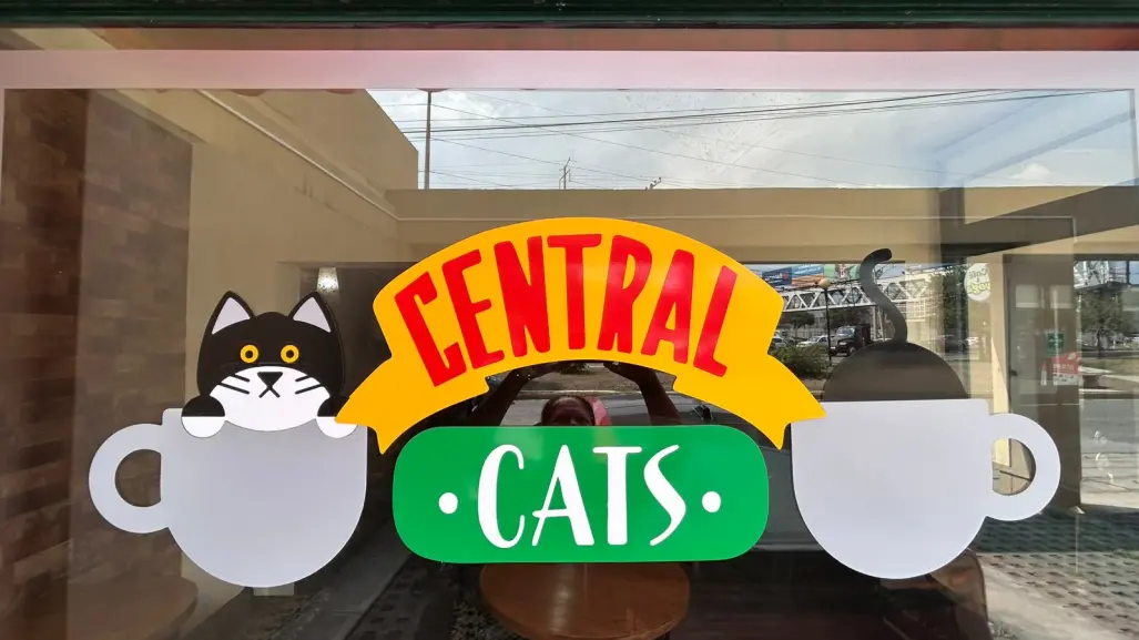 Jóvenes emprenden al estilo de Friends y se inspiran en los gatos