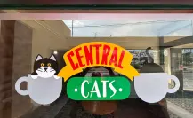 Jóvenes emprenden al estilo de Friends y se inspiran en los gatos