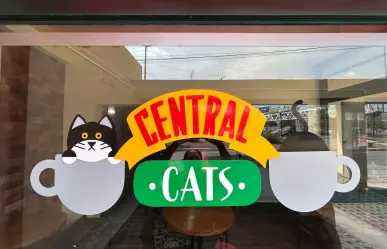 Jóvenes emprenden al estilo de Friends y se inspiran en los gatos