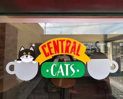 Jóvenes emprenden al estilo de Friends y se inspiran en los gatos