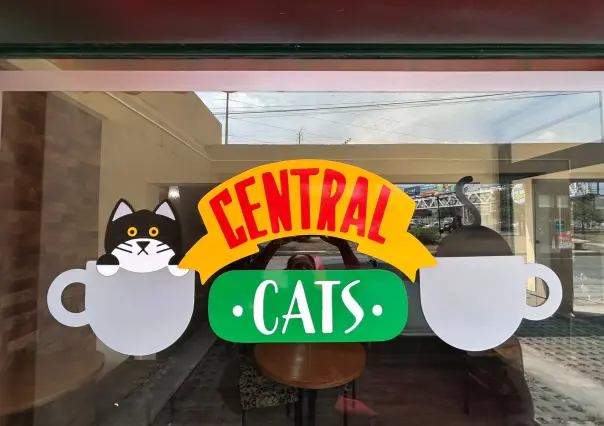 Jóvenes emprenden al estilo de Friends y se inspiran en los gatos