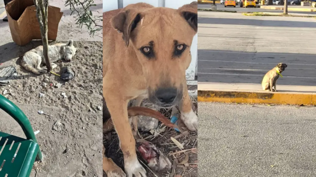 Problema de perros callejeros y abandono animal va en aumento en Durango 
