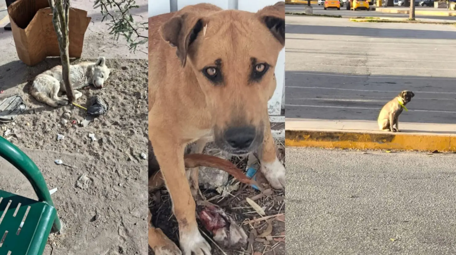 Foto: Jesús Carrillo | Los perros callejeros que fueron abandonados representan un problema de salud pública.