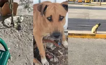 Problema de perros callejeros y abandono animal va en aumento en Durango 