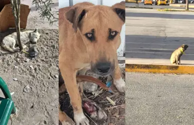 Problema de perros callejeros y abandono animal va en aumento en Durango 