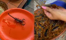 Alacrán de Durango: ¿Cuál es la manera más popular de comer este arácnido? 