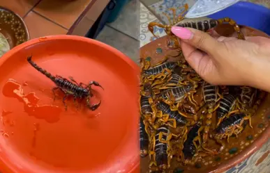 Alacrán de Durango: ¿Cuál es la manera más popular de comer este arácnido? 