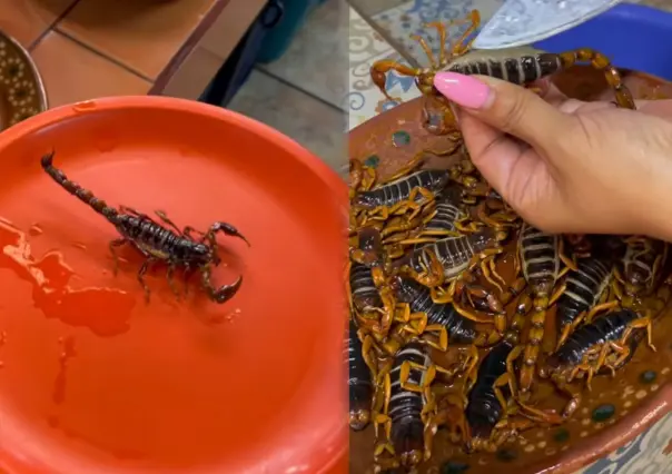 Alacrán de Durango: ¿Cuál es la manera más popular de comer este arácnido? 