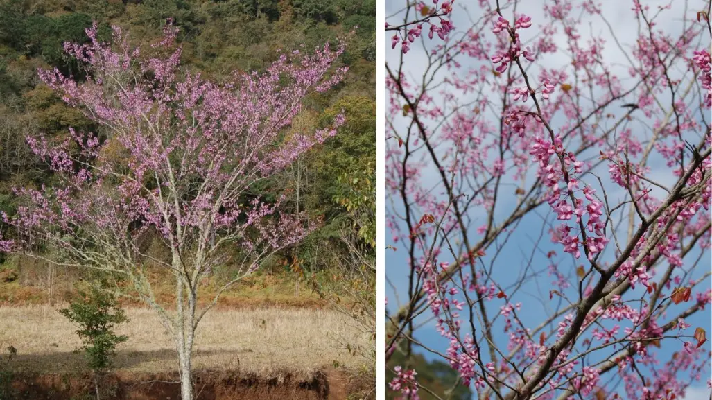 Duraznillo, este es el árbol nativo de Coahuila conocido por su peculiar color