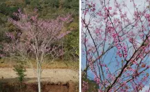Duraznillo, este es el árbol nativo de Coahuila conocido por su peculiar color