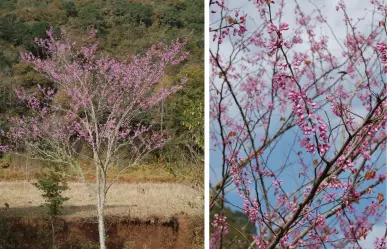 Duraznillo, este es el árbol nativo de Coahuila conocido por su peculiar color