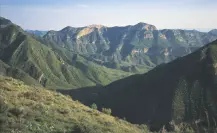 Este es el animal nativo de Coahuila que ronda en silencio las sierras