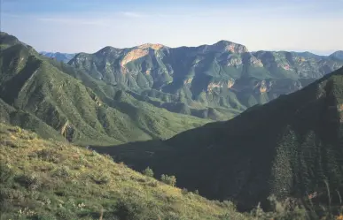 Este es el animal nativo de Coahuila que ronda en silencio las sierras