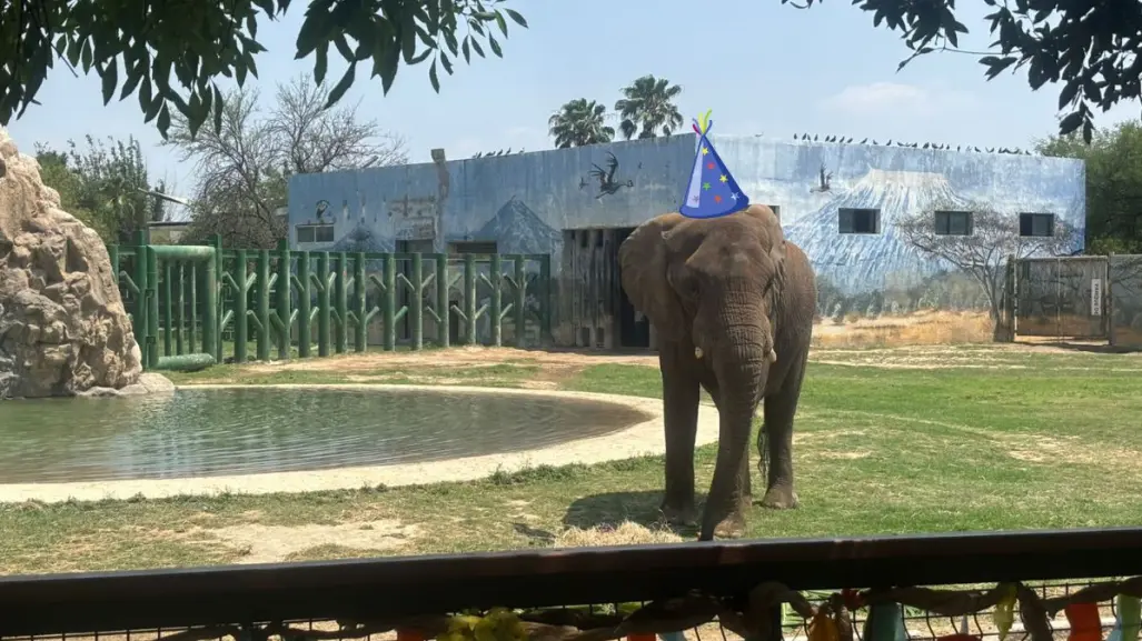 Monty el elefante cumple 19 años y así lo festejaron en La Pastora
