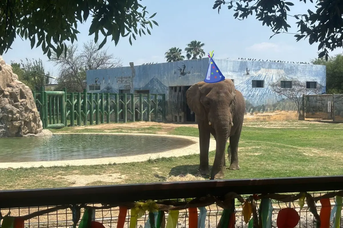 En compañía de una gran multitud de niños, el elefante Monty, celebró su cumpleaños 19 en el Zoológico La Pastora. Foto: Vianney Carrera / CANVA