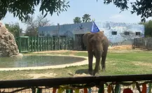 Monty el elefante cumple 19 años y así lo festejaron en La Pastora