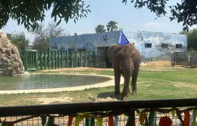 Monty el elefante cumple 19 años y así lo festejaron en La Pastora