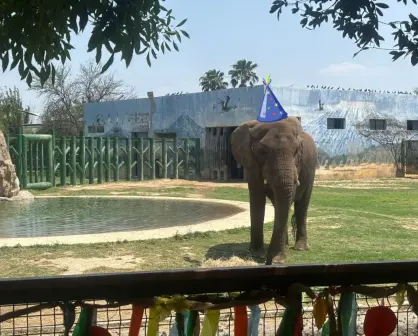 Monty el elefante cumple 19 años y así lo festejaron en La Pastora