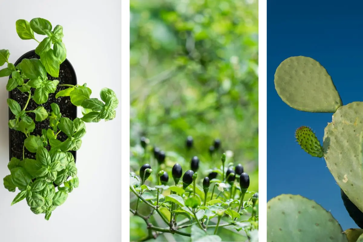 Plantas nativas en Coahuila. Fotos de canva.