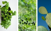 3 plantas nativas de Coahuila para plantar y cocinar en tu casa