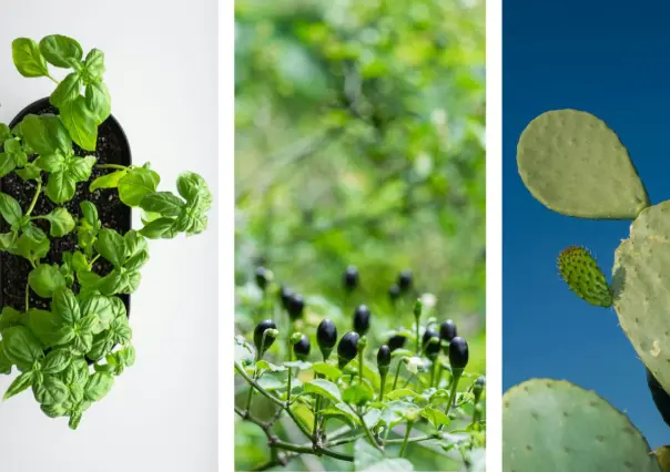 3 plantas nativas de Coahuila para plantar y cocinar en tu casa