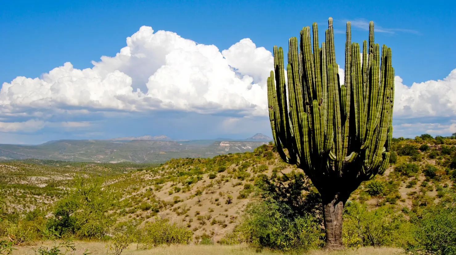 Matorrales de Coahuila. Foto de Luis Miguel Quintanilla.
