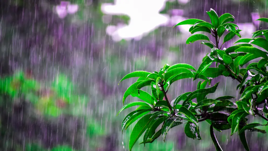 6 cultivos ideales para sembrar en tu huerto durante la temporada de lluvias