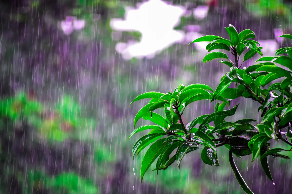 Esta temporada de lluvia te brinda la oportunidad de sembrar, cuidar y florecer tus plantas. Foto: Canva